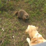 Groundhog Day: blijft het zes weken winter in Amerika?