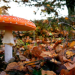 Frisse novemberdagen