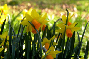 Vleugje lente