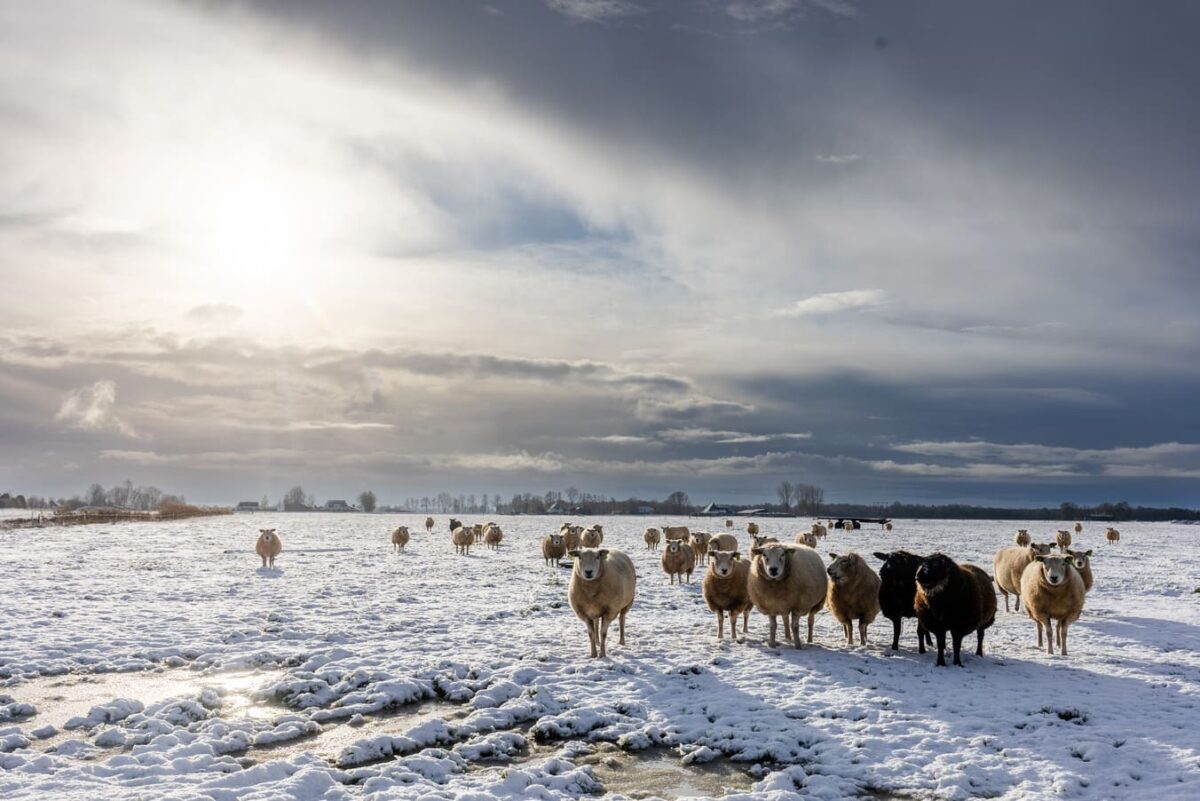Sneeuwkansen zondag 15 februari